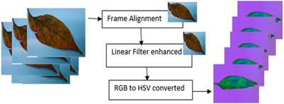 Symptom-Based Identification of G-4 Chili Leaf Diseases Based on Rotation Invariant